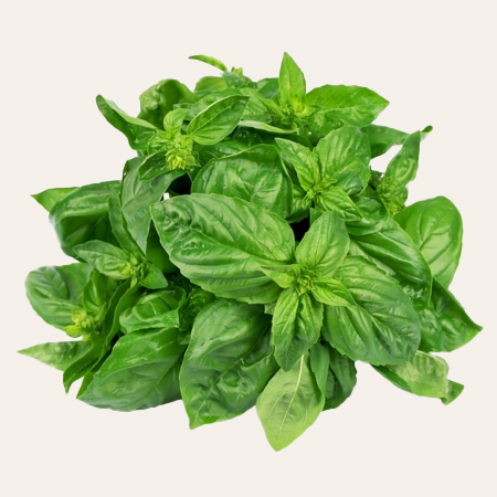 Basil_product