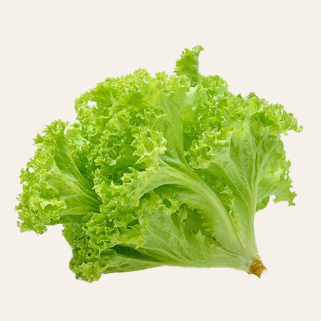 Frisee-lettuce-product